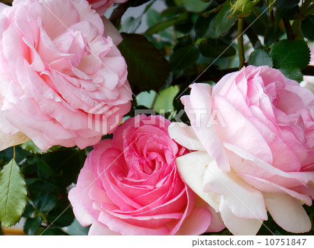 Rose Pierre de Ronsar Rose Pierre de Ronsar 10751847