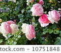 Rose Pierre de Ronsar 10751848