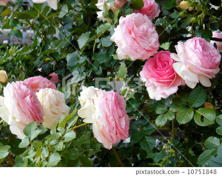 Rose Pierre de Ronsar 10751848