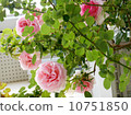 Rose Pierre de Ronsar 10751850