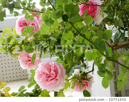 Rose Pierre de Ronsar Rose Pierre de Ronsar 10751850