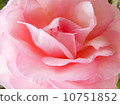 Rose Pierre de Ronsar 10751852