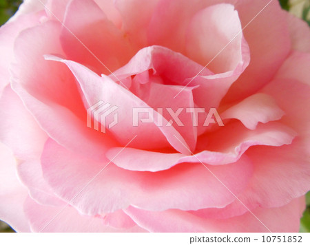 Rose Pierre de Ronsar 10751852