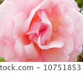 Rose Pierre de Ronsar 10751853