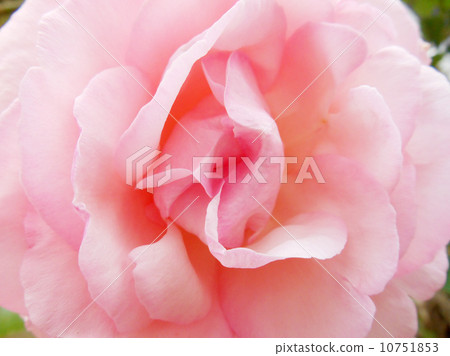 Rose Pierre de Ronsar 10751853