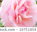 Rose Pierre de Ronsar 10751854