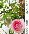 Rose Pierre de Ronsar 10751855
