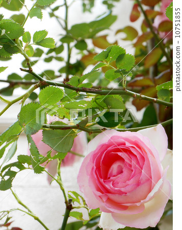 Rose Pierre de Ronsar 10751855