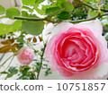 Rose Pierre de Ronsar 10751857