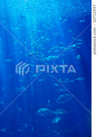 水族館 10752047