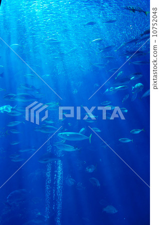 水族館 10752048