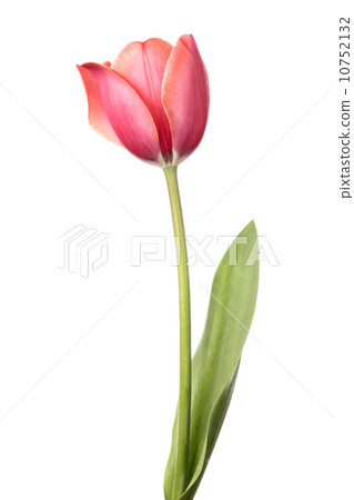 Tulip 10752132