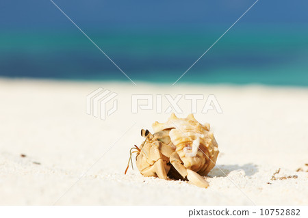 Hermit crab at beach 10752882