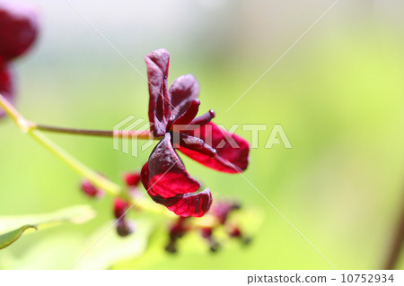 Mitsuba Abe Flower Flower Mitsuba Abe Flower Flower 10752934