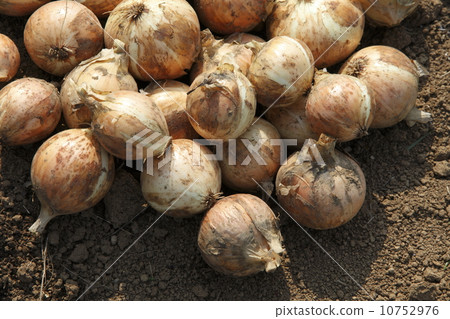 Harvest of onion Harvest of onion 10752976