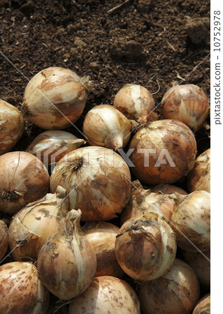 Harvest of onion Harvest of onion 10752978