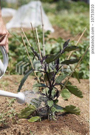 茄子澆水 10753010