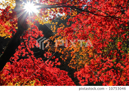 Autumn leaves exposed to sunshine Autumn leaves exposed to sunshine 10753046