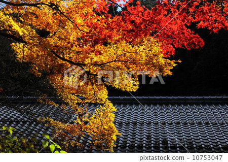 Autumn leaves exposed to sunshine 10753047