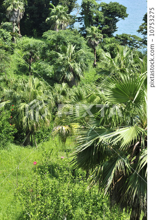 Tree of Tropical State / Nichinan City, Miyazaki Prefecture Tree of Tropical State / Nichinan City, Miyazaki Prefecture 10753275