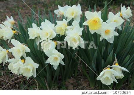 小號水仙花 10753624