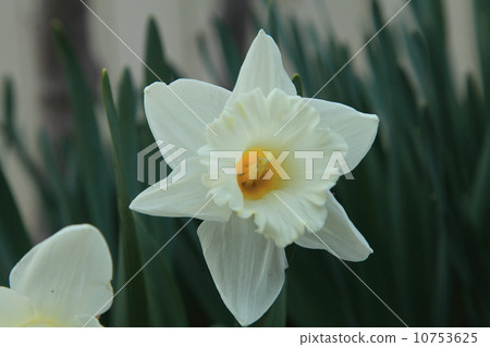 小號水仙花 10753625