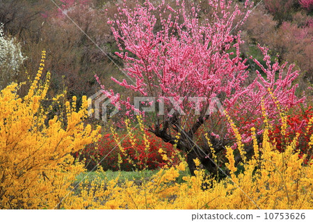 連翹和花桃 10753626