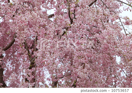 Cherry Blossoms Cherry Blossoms 10753657
