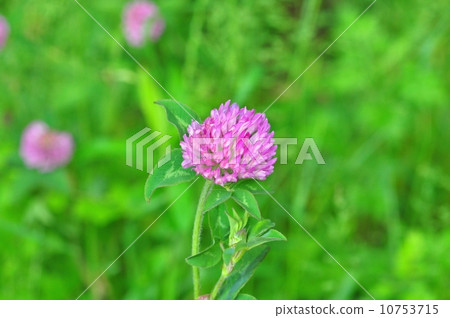 紅三葉草 10753715