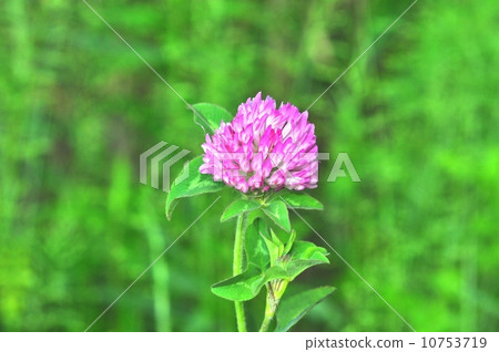 紅三葉草 10753719