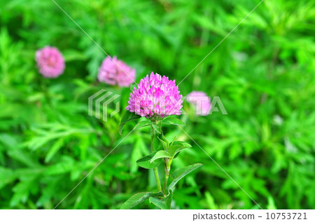 紅三葉草 10753721