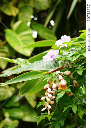 Moon peach and morning glory 10753737