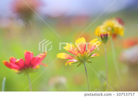 花園 10753757