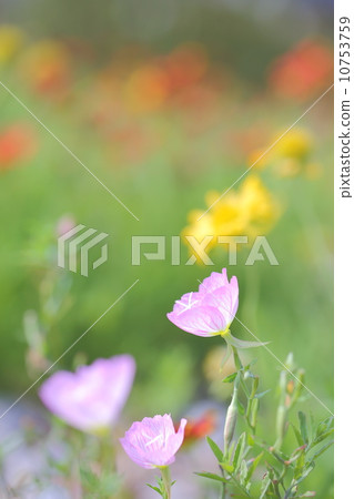 Evening primrose Evening primrose 10753759