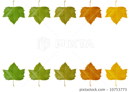 法國梧桐框架 法國梧桐框架 10753773