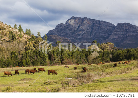 Cattle Agriculture Farm Mountains 10753781