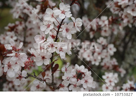 紅色Sumomo 10753827