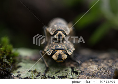 Copulation of Atocoboum 10753895