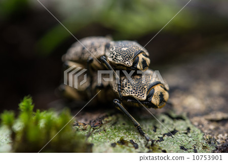 Atocob goby beetle 2 10753901