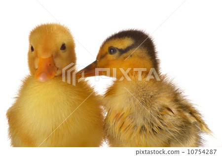 two ducklings 10754287