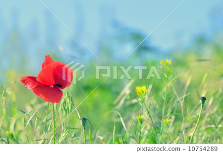 red poppy flower red poppy flower 10754289