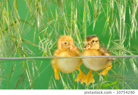 ducklings swimming ducklings swimming 10754290