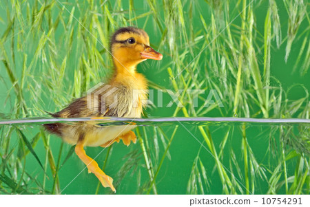 the brown duckling swimming the brown duckling swimming 10754291
