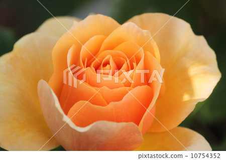 Andre Le Notre 10754352