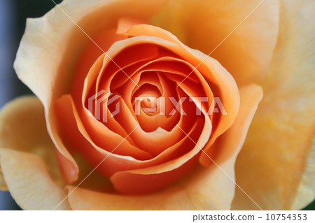 Andre Le Notre 10754353