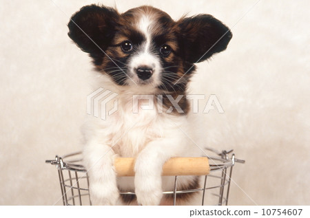 Cute little puppy Cute little puppy 10754607