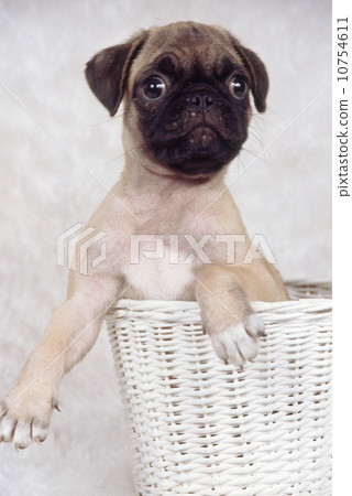 Cute little puppy 10754611