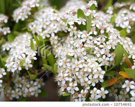 Pilacansa white flowers 10754691
