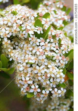 Pilacansa white flowers 10754693
