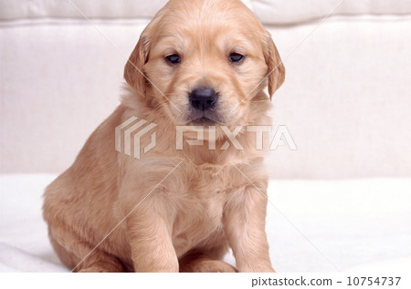 Cute little puppy Cute little puppy 10754737
